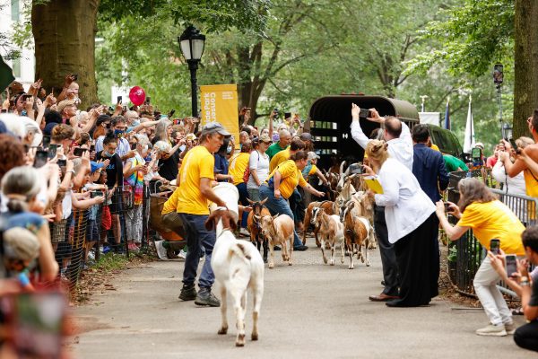 A crowd greets the goats