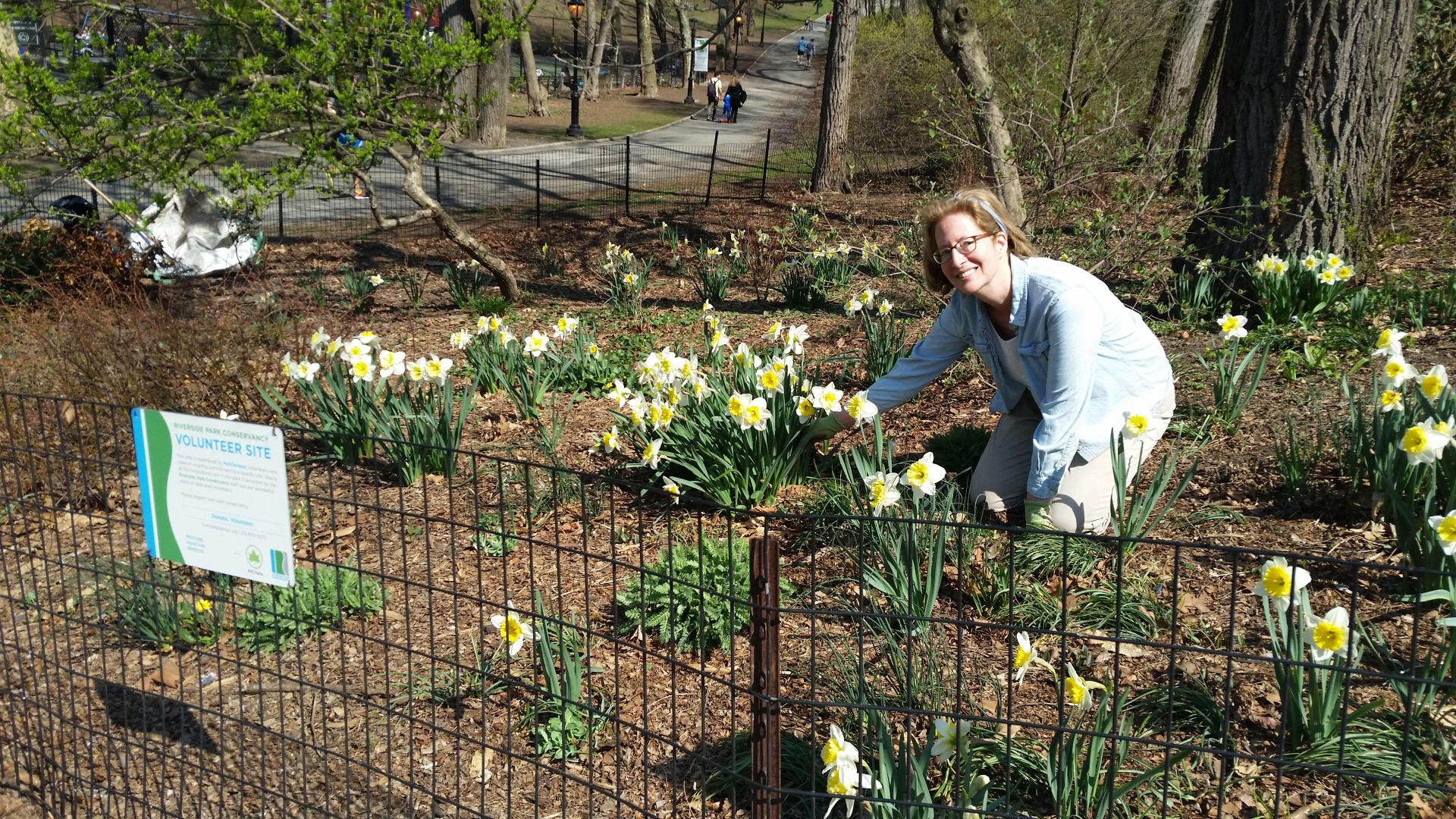 Volunteer weeds garden of daffodils