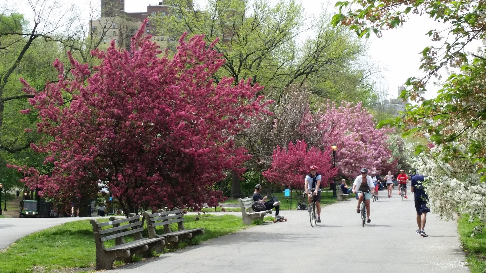 People ride bikes and walk along a path in spring