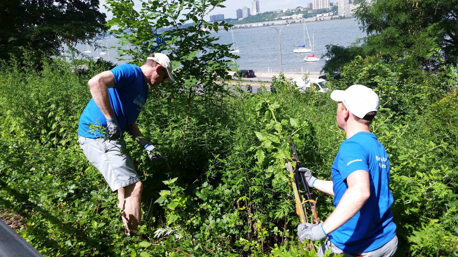 Two people weed invasive plants from a slope