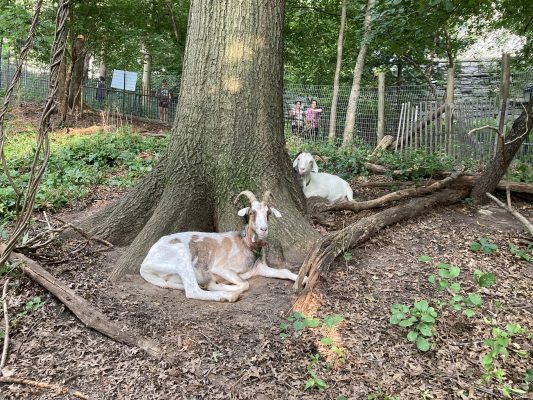 Goats rest next to a tree