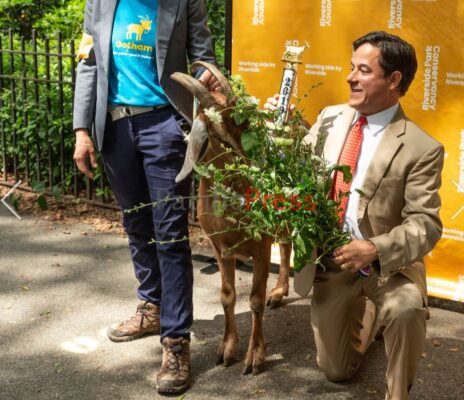 Conservancy President Dan Garodnick presents the G.O.A.T. with a trophy and a bouquet of weeds