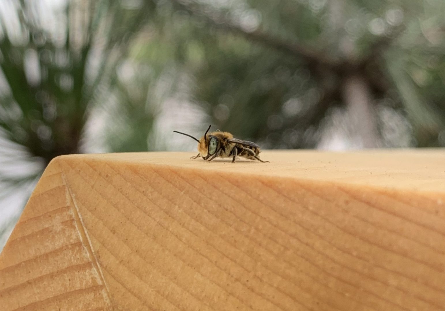 A native bee rests on the bee houses installed by Conservancy staff