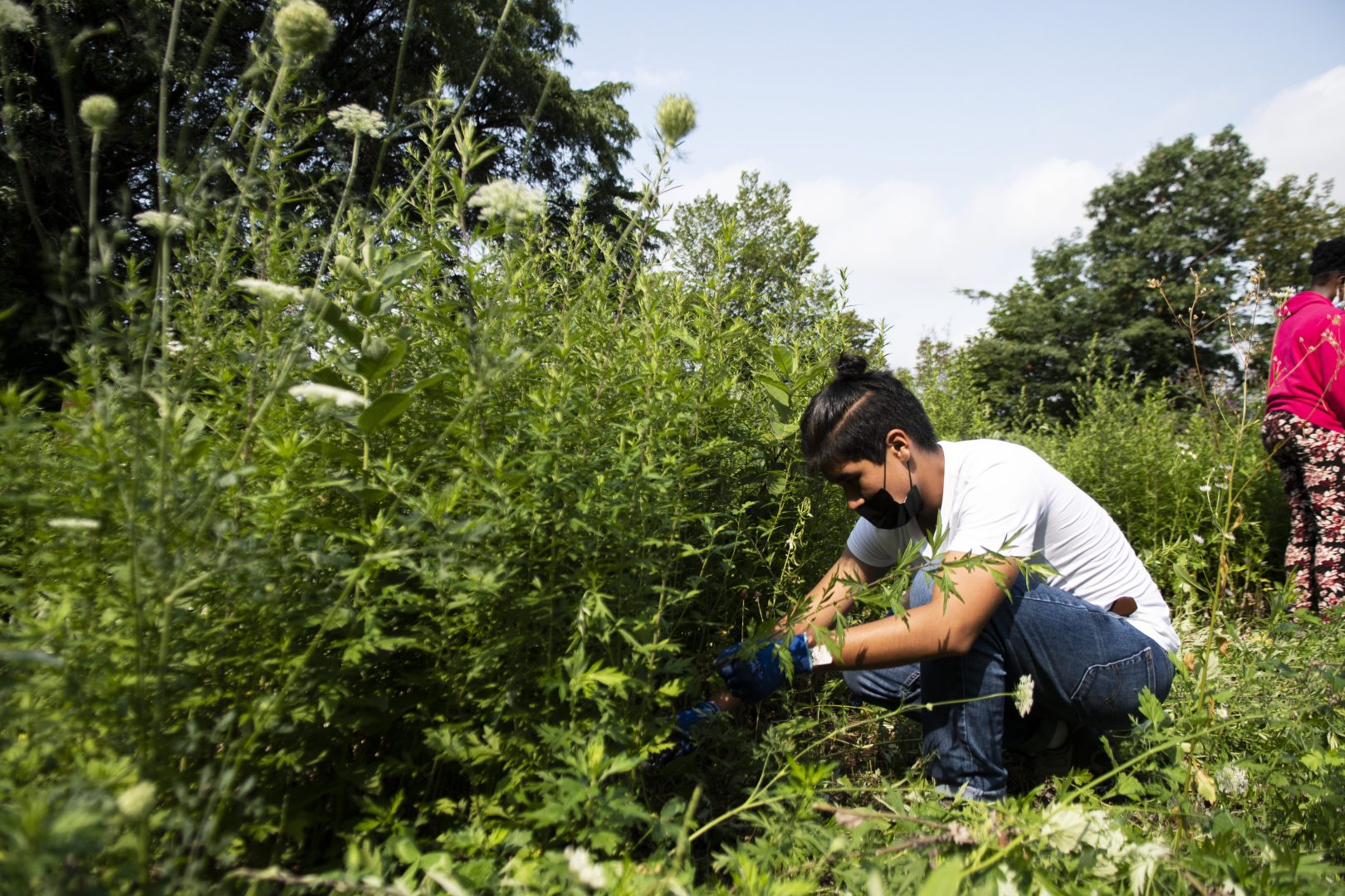 A Teen Corps member works to remove Mugwort from the Pollinator Meadow