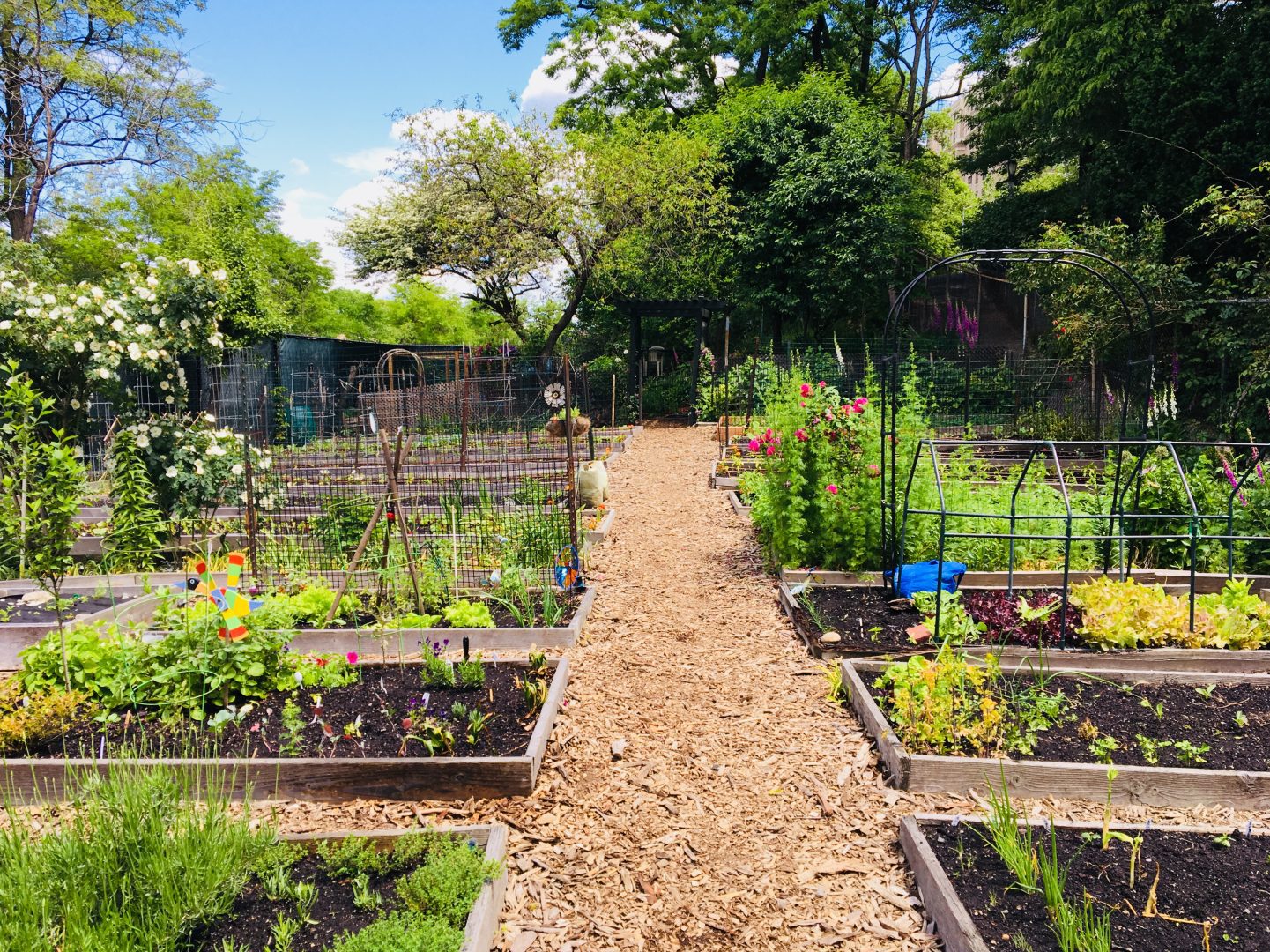 A garden with raised beds features vegetables, trees, and perennials