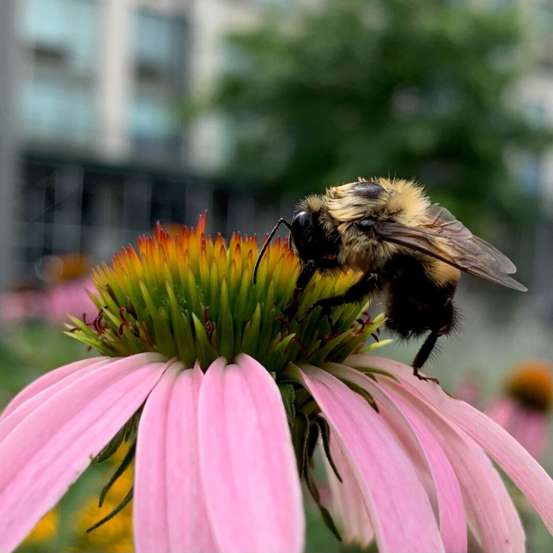 A bee pollinates an echinacea flower