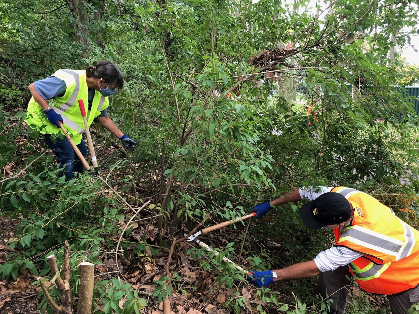 Two volunteers cut away at invasive species