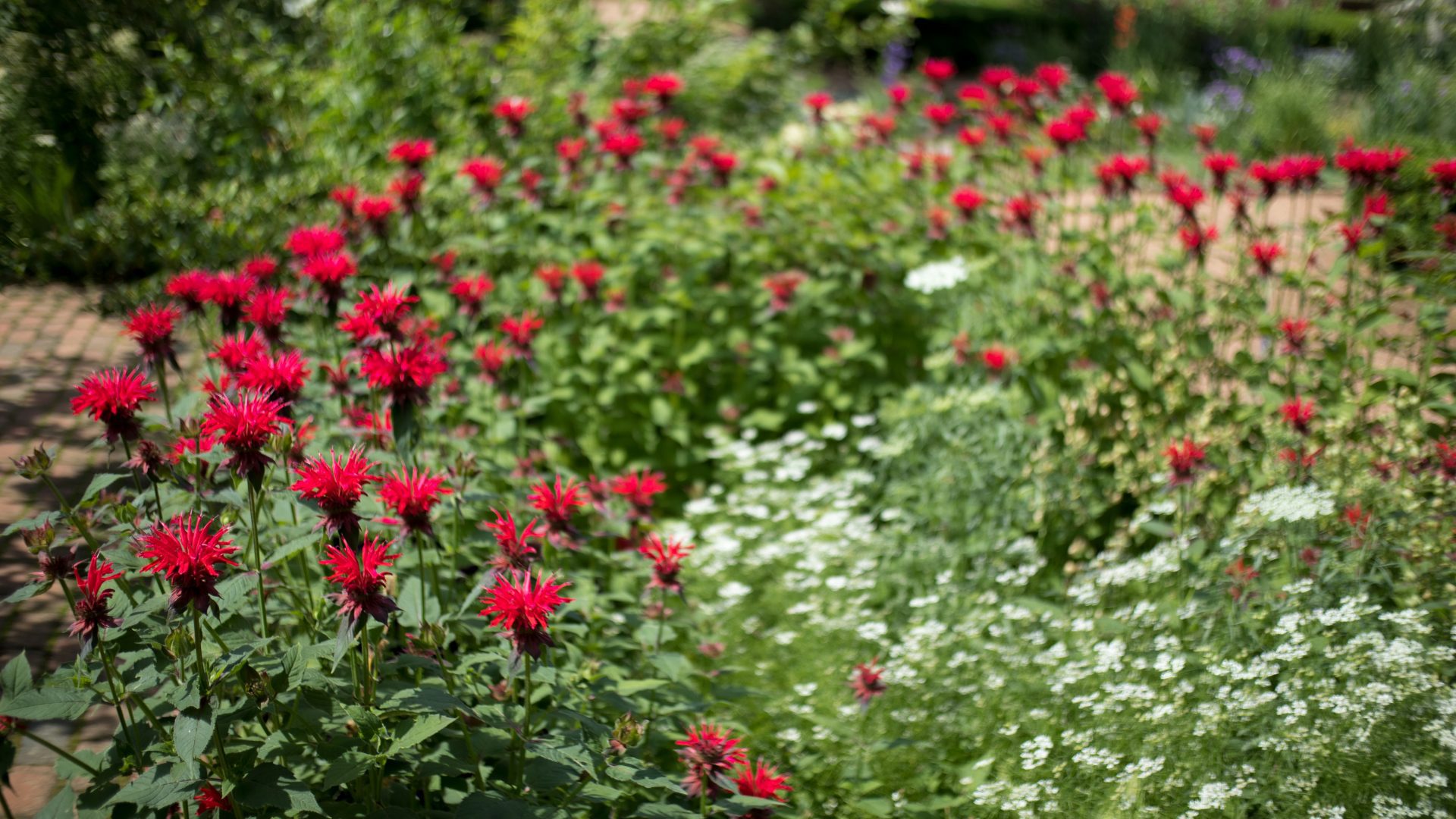 interior Riverside Blooms – Scarlet Beebalm banner image