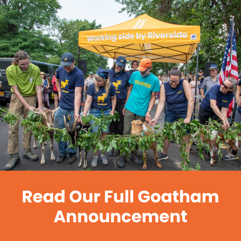 Read our Full Goatham Announcement - Riverside Park Goats 2024