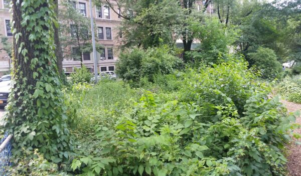 View of the 110th Street island, facing east. The green space is overgrown with ivy and weeds.