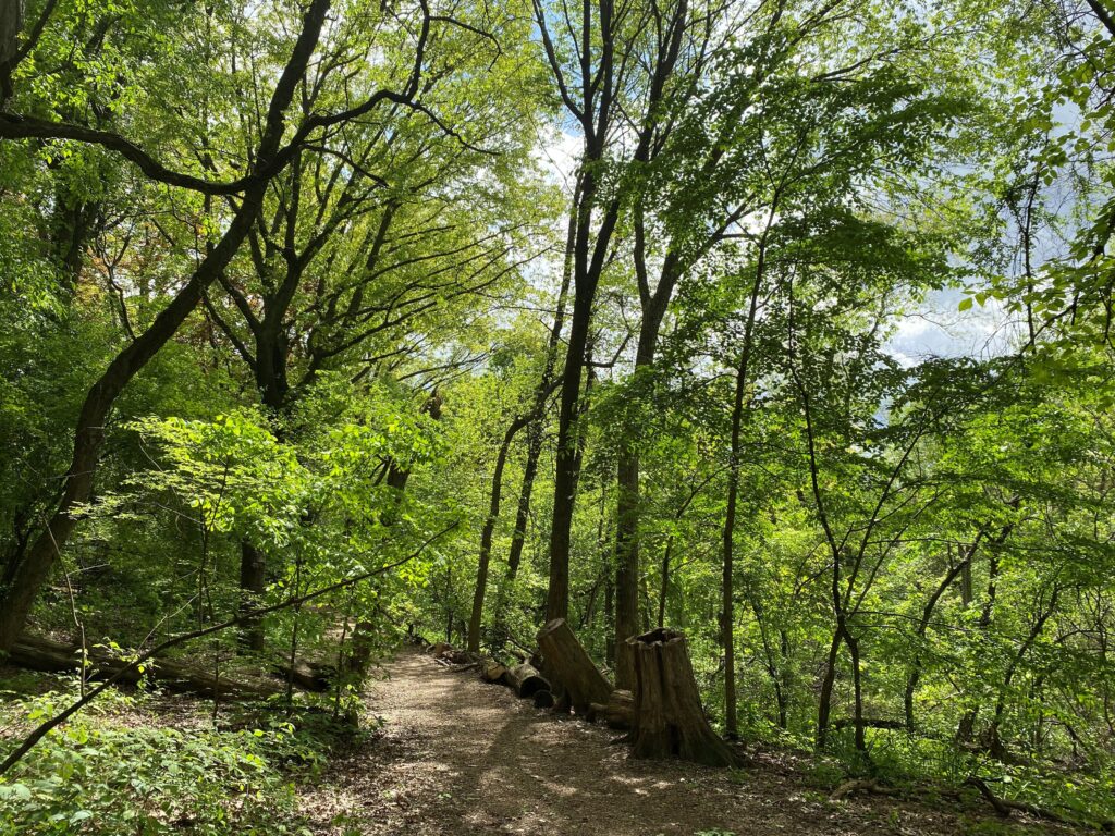 View of the forest in the Forever Wild Preserve on a sunny day. The trees have bright green leaves and the perspective of the camera is along a dirt path through the forest.
