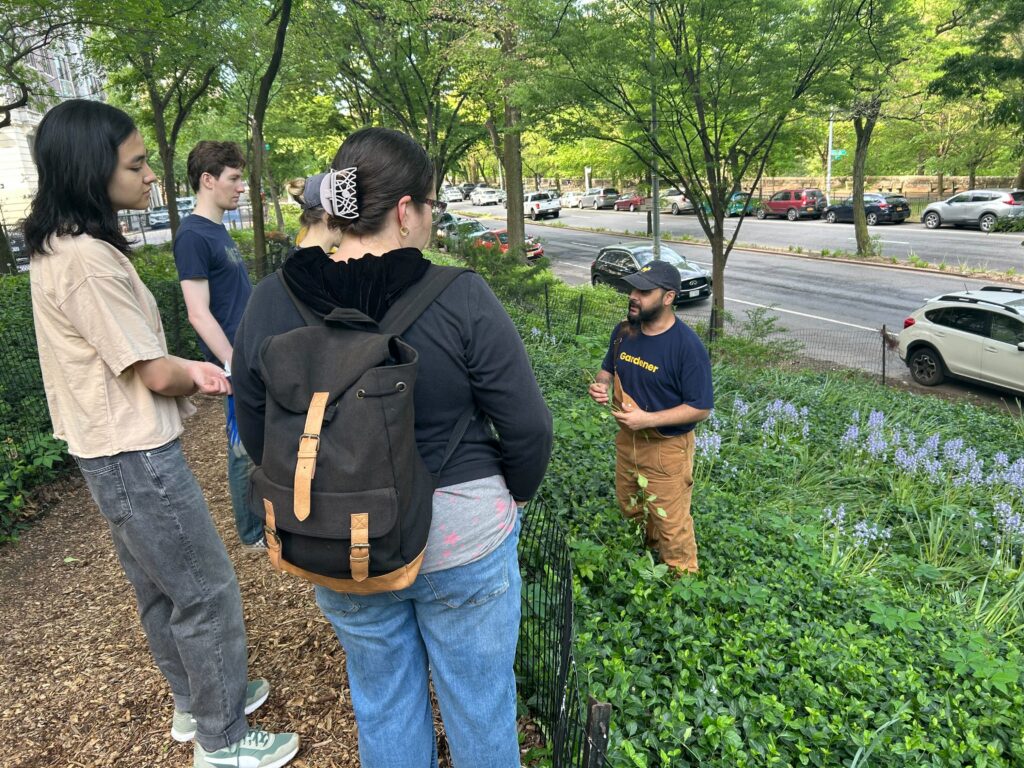 Three volunteers standing on the left side, on a mulched path on a Riverside Drive Island, paying attention to what our gardener, who is standed on a vegetated slope, is explaining. It looks to be springtime in the park.